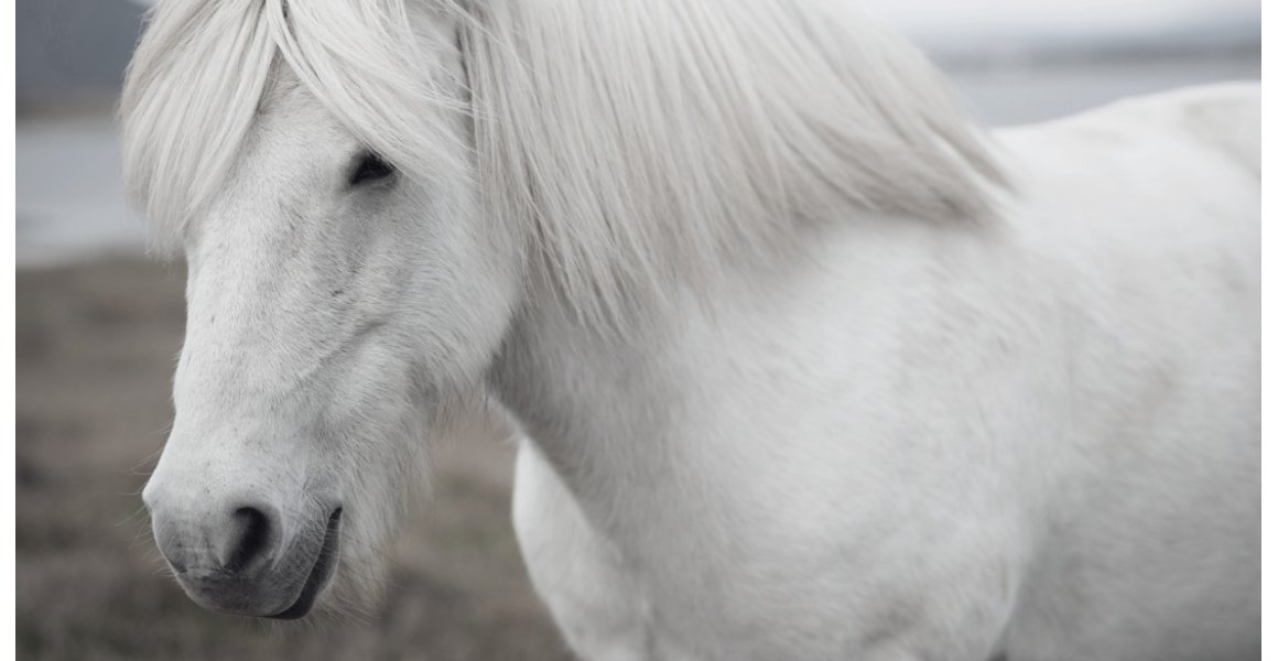 Foredrag med Emma fra Nordic Horse 24/3