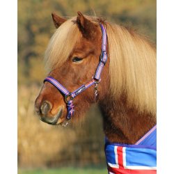 QHP Grime Islandsk hest