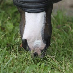 Nathalie Horsecare Sun Lotion SPF 30