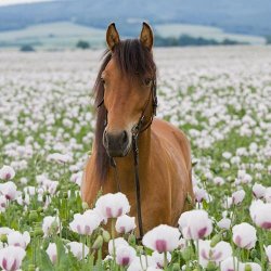 Nordic Horse Summer Sticks