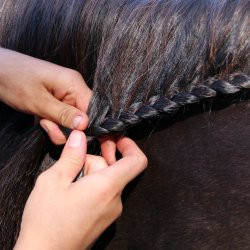 Horsecare Strong Hold Plait - Køb hurtig levering