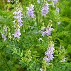 Nordic Horse Lgestregblg