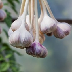 Nordic Horse Hvidlgsgranulat