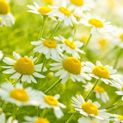 Nordic Horse Kamille