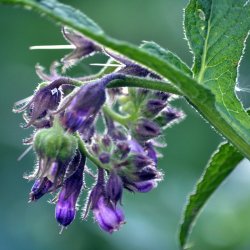Nordic Horse Lgekulsukker