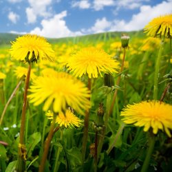 Nordic Horse Mlkebtte