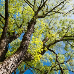 Nordic Horse Rd Elmebark