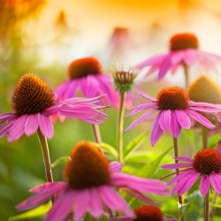 Nordic Horse Rd Solhat