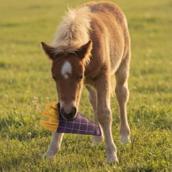 QHP Horse Toy Snackcounter