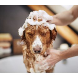Nathalie Dogcare Deluxe Shampoo