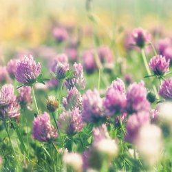 Nordic Horse Rdklver